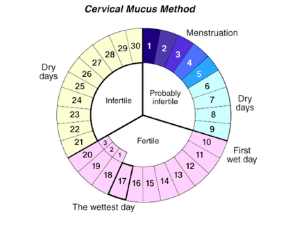 Cervical Mucus Pregnancy: Cervical Mucus Pregnancy