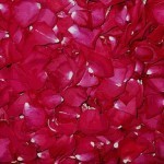 rose-petals-flowers-buds