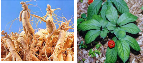 Ginseng root and plant