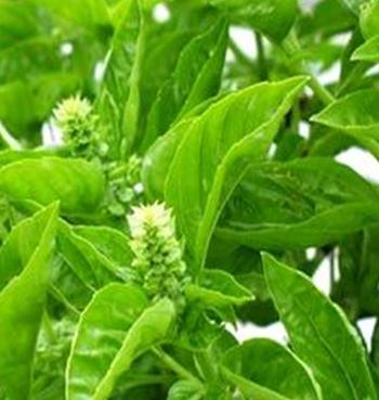 Tulsi for common ailments