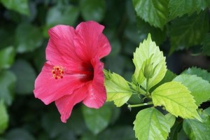 Hibiscus for healthy hair
