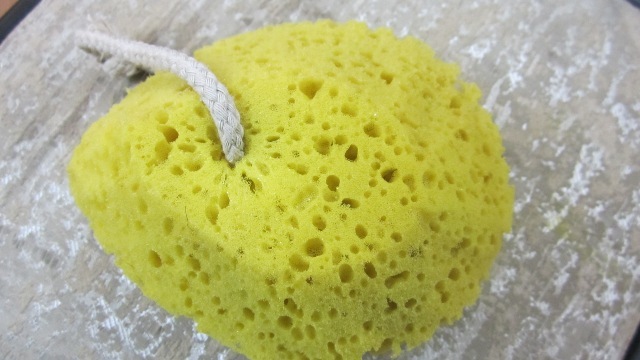 Faces Sea Sponge (2)