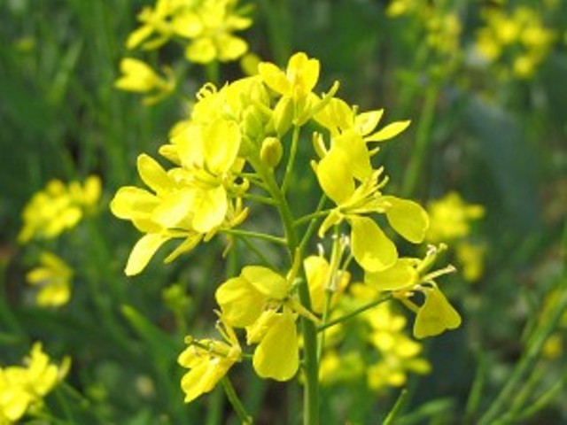 Yellow_mustard_flowers