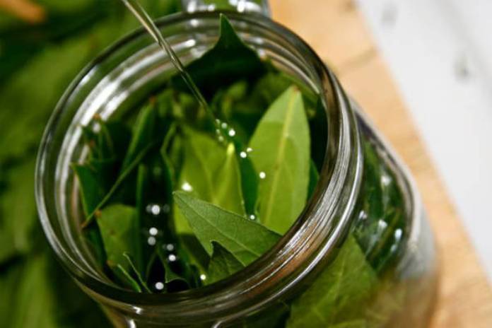 Beauty Benefits of Bay Leaves3
