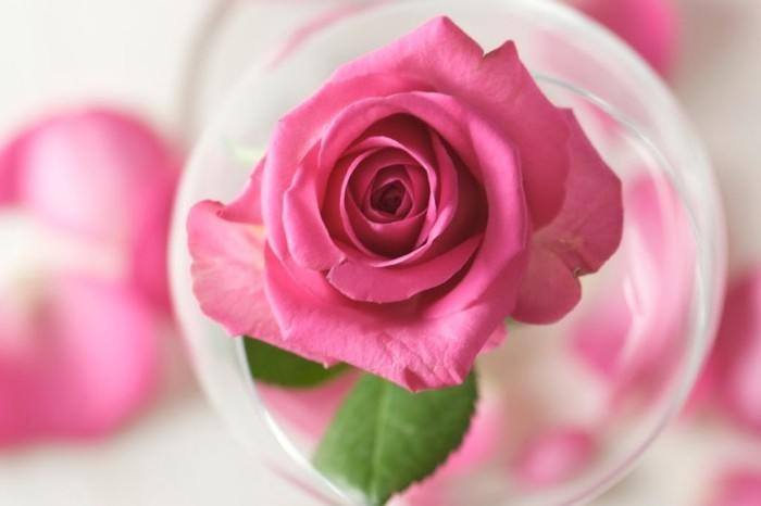 How to Make Rosewater at Home5