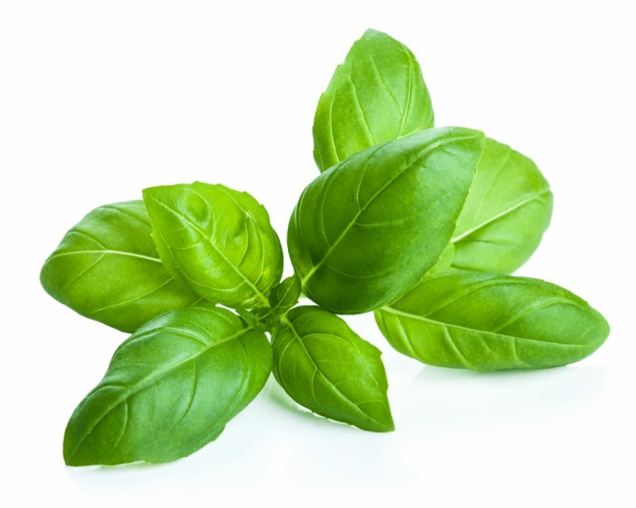Basil marvellous beauty benefits from commonly used Indian herbs