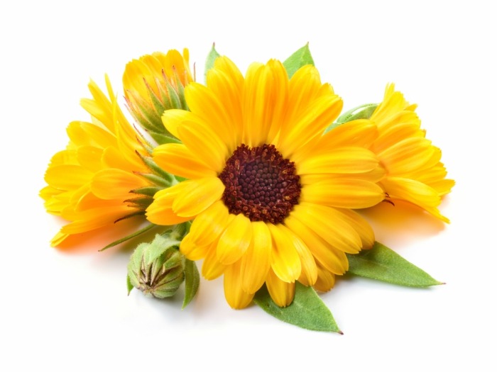 Calendula marvellous beauty benefits from commonly used Indian herbs