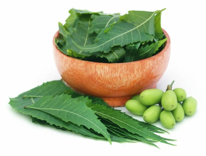 Neem marvellous beauty benefits from commonly used Indian herbs