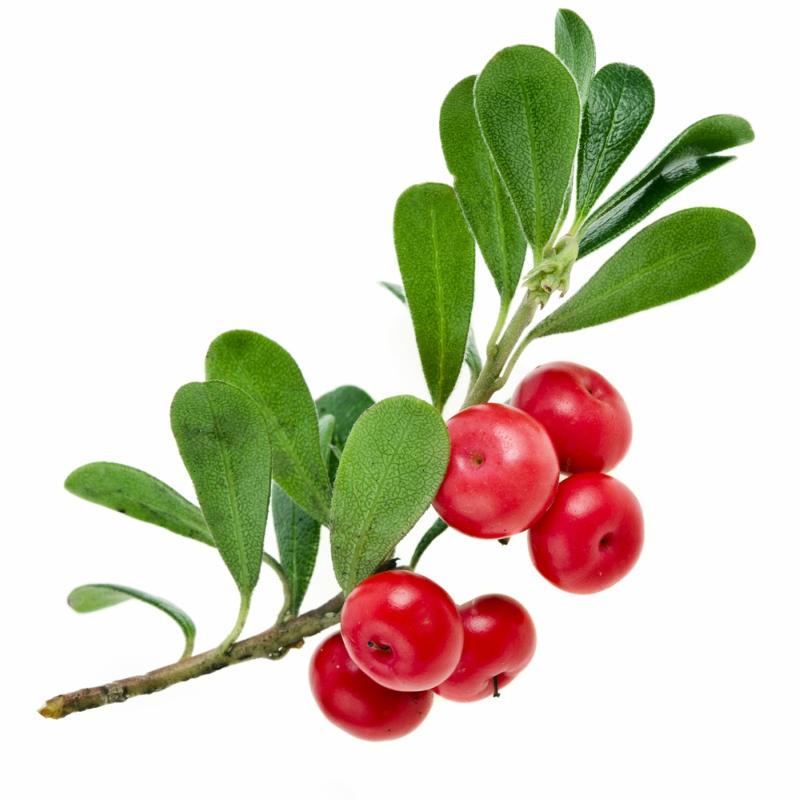 Bearberry ( Arctostaphylos Officinalis ) on white