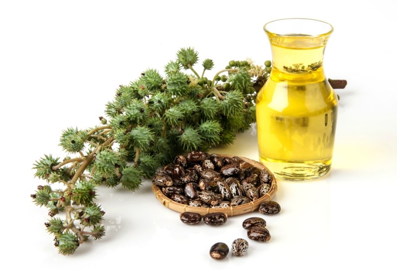 Castor oil with castor fruits, seeds and leaf