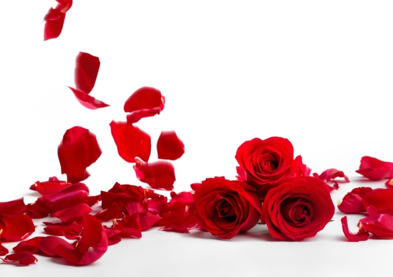 Red roses and rose petals on white background,Valentines day concept n